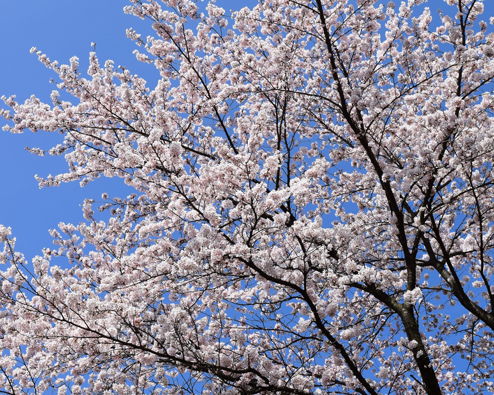 桜のイメージ